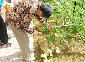 家庭菜園